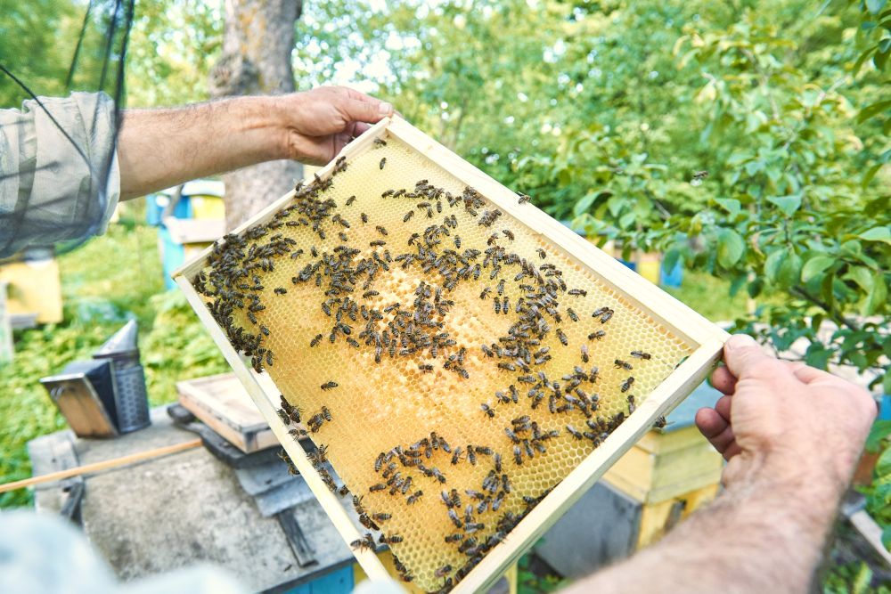 Sztuka pszczelarstwa