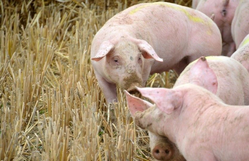 Pomoc na wyrównanie kwoty obniżonego dochodu dla producentów świń z terenów objętych restrykcjami w  związku z ASF