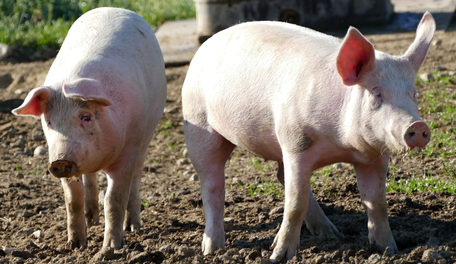 Afrykański pomór świń - zapobieganie w rozprzestrzenianiu się wirusa z uwzględnieniem bioasekuracji, rozpoznawanie objawów, procedury postępowania