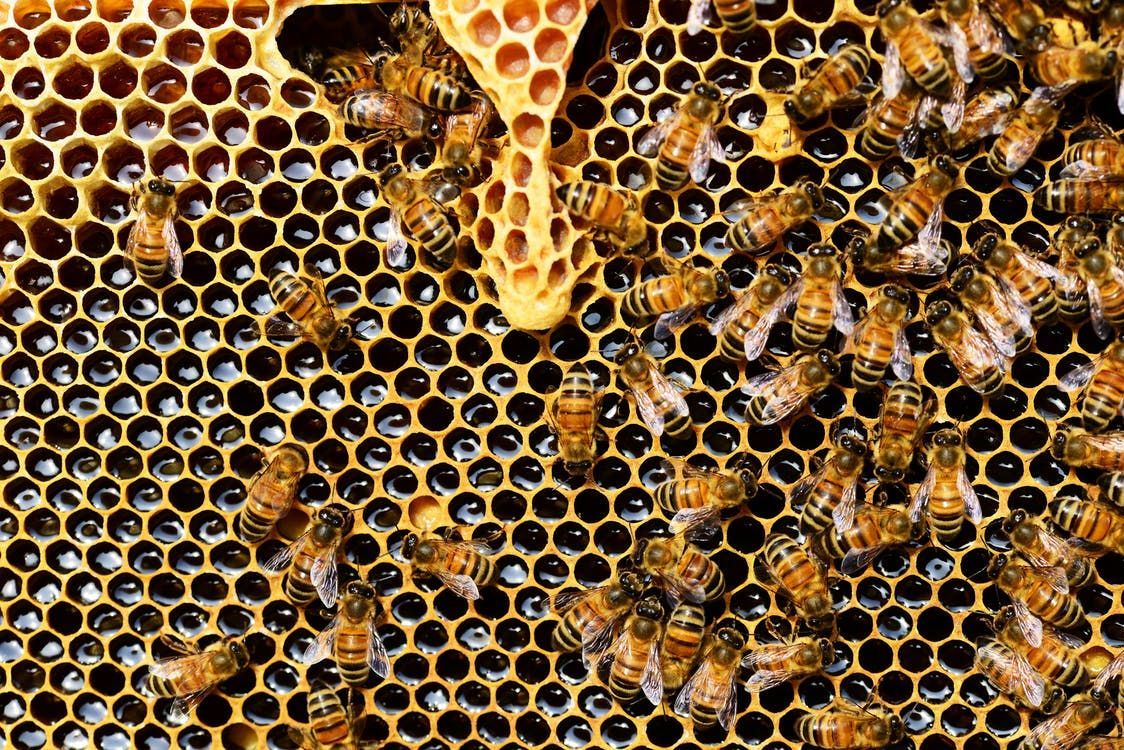 Czerniawka spadziowa – choroba pokarmowa pszczół