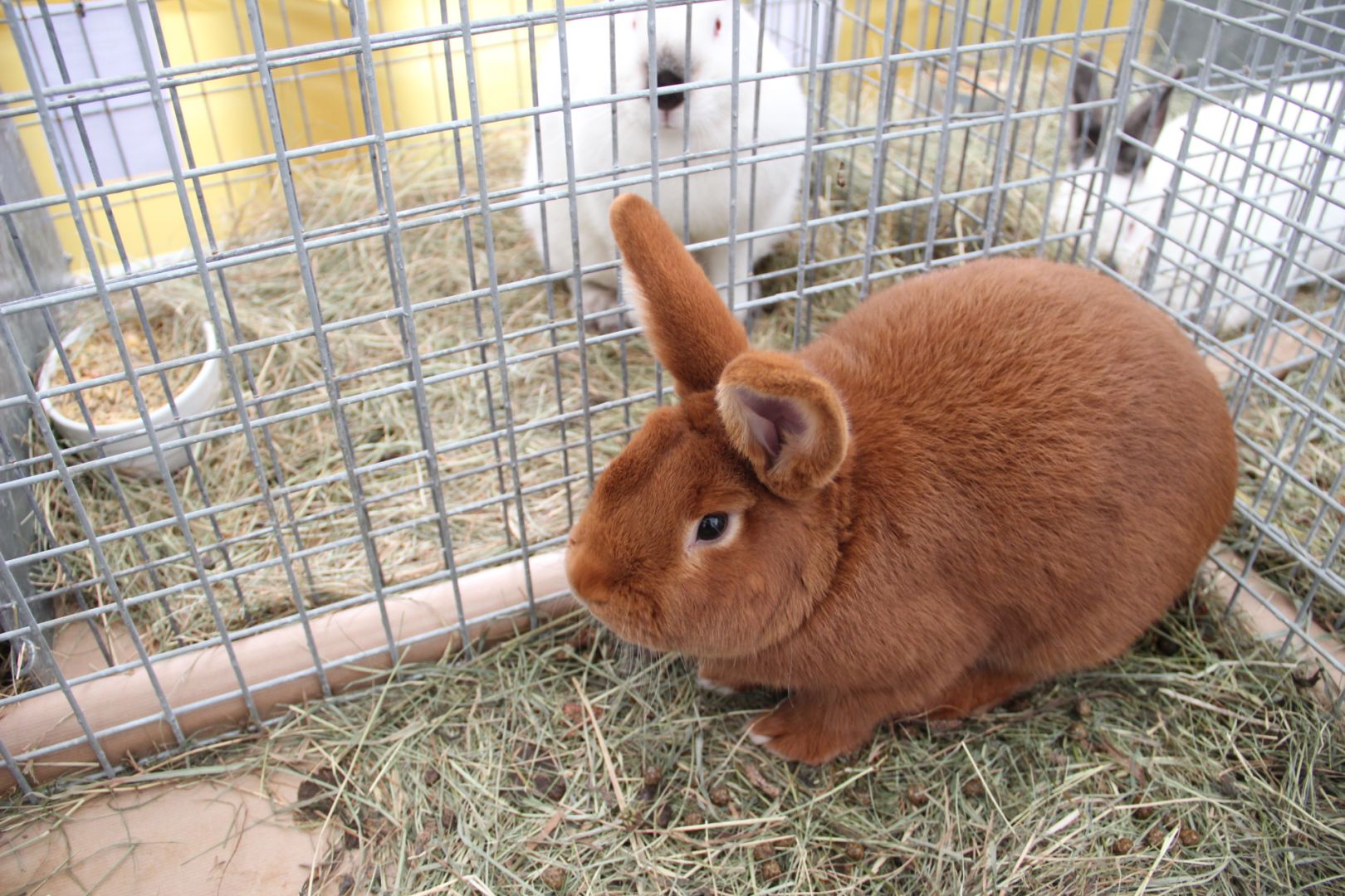 Hodowcy zgłosili już ponad 1000 królików - wydłużony termin przyjmowania zgłoszeń