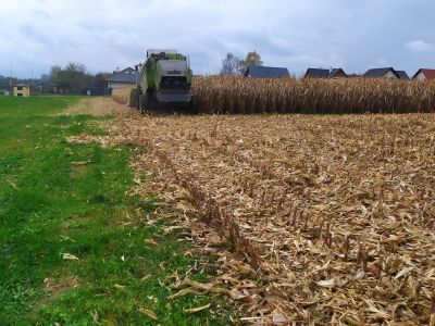 Podsumowanie zbioru 65 odmian kukurydzy na polu doświadczalnym PODR