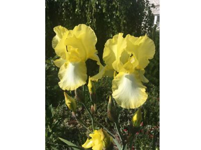 Kwiaty z „brodą”