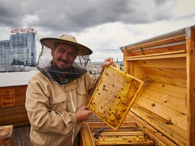 Pszczoły sercem miasta