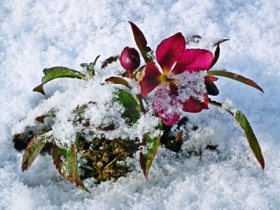 Ciemierniki – kwiaty zimy