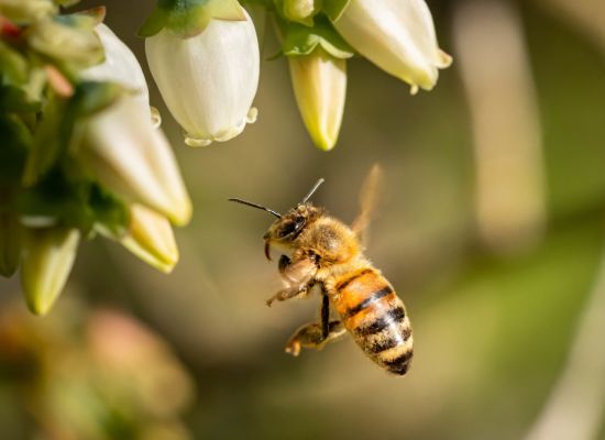 Pomoc dla pszczelarzy – termin na złożenie wniosków o płatność w dwóch interwencjach wydłużony do 25 sierpnia