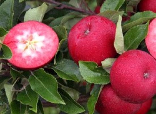 Nowe odmiany jabłek w podkarpackich sadach