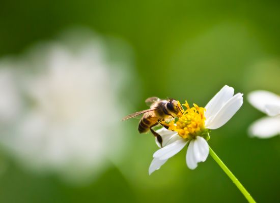 Od 3 kwietnia rusza nabór wniosków o pomoc dla pszczelarzy. Komu i na co należy się wsparcie?