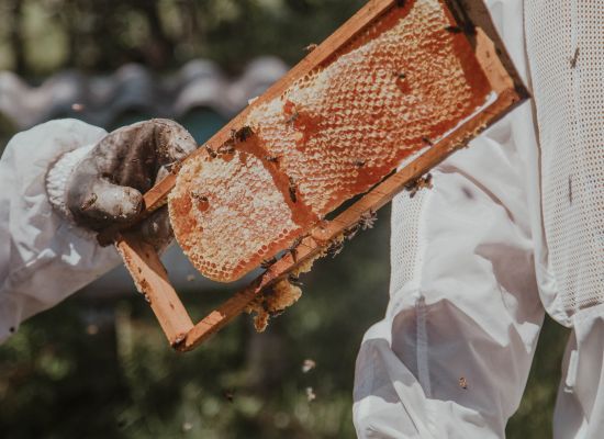 Do dnia 18 kwietnia 2023 r. można starać się o dofinansowanie w ramach interwencji pszczelarskich.