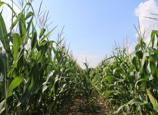 Można składać wnioski o pomoc dla producentów pszenicy lub kukurydzy