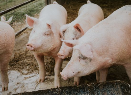 Uproszczenia dla rolników utrzymujących świnie w celu produkcji mięsa na własny użytek
